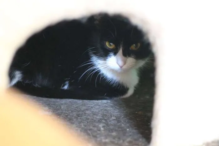 Gato ra a SRD idade 1 ano nome Domenica