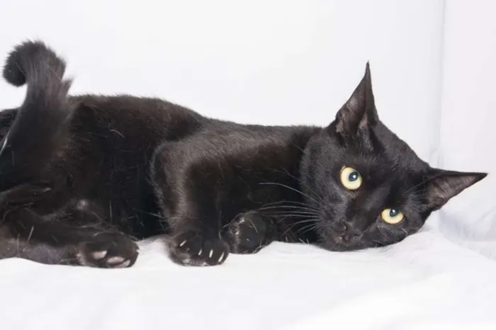 Gato ra a  idade 3 anos nome Paçoca