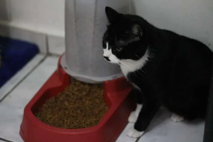Gato ra a SRD idade 2 anos nome Jandira
