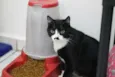 Jandira