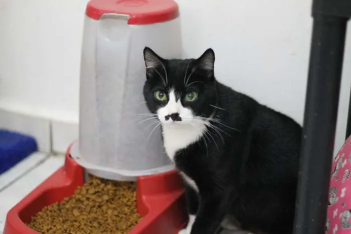 Gato ra a SRD idade 2 anos nome Jandira