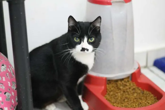 Gato ra a SRD idade 2 anos nome Jandira