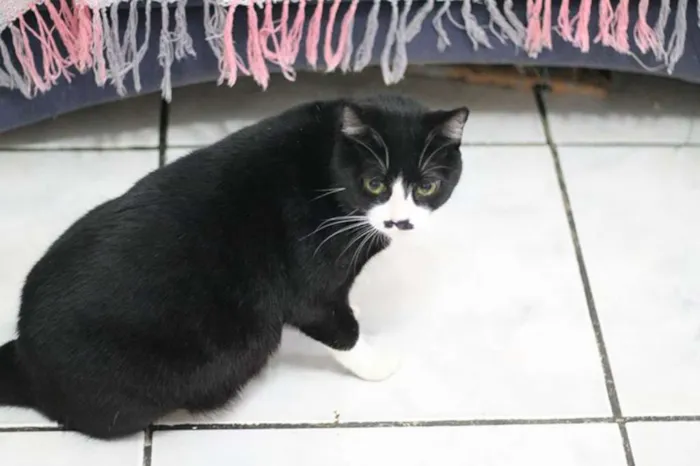 Gato ra a SRD idade 2 anos nome Jandira