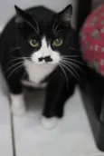 Jandira