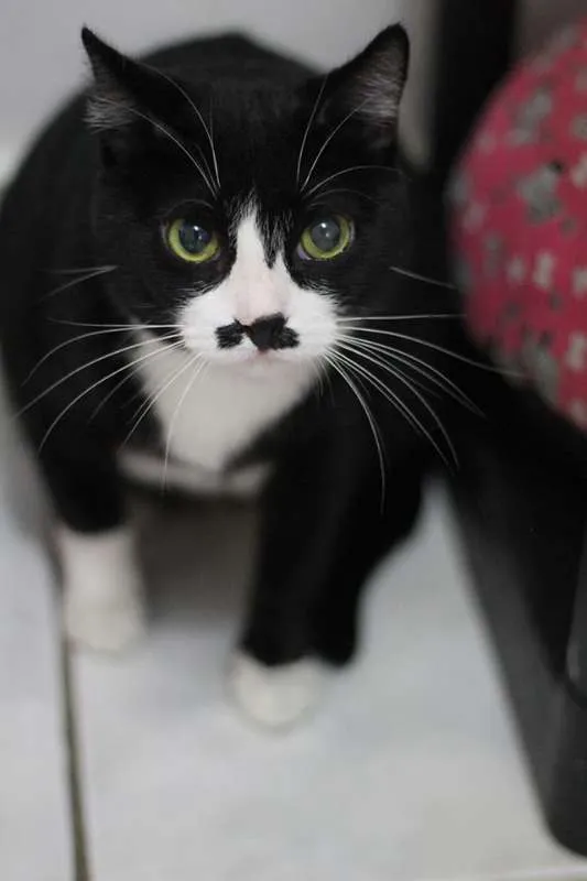 Gato ra a SRD idade 2 anos nome Jandira