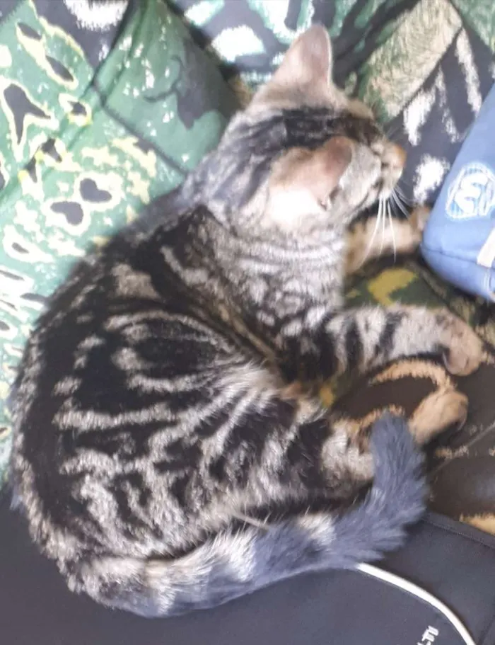 Gato ra a Não sabemos a raça  idade 2 a 6 meses nome Não tem nome