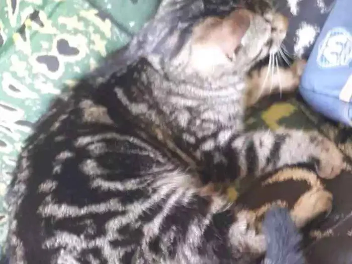 Gato ra a Não sabemos a raça  idade 2 a 6 meses nome Não tem nome