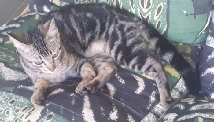 Gato ra a Não sabemos a raça  idade 2 a 6 meses nome Não tem nome