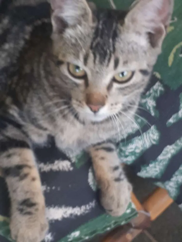 Gato ra a Não sabemos a raça  idade 2 a 6 meses nome Não tem nome