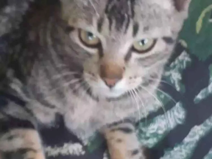 Gato ra a Não sabemos a raça  idade 2 a 6 meses nome Não tem nome