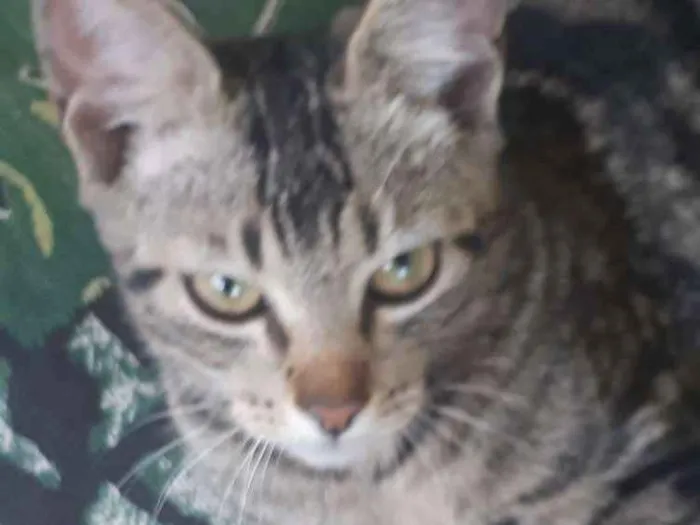 Gato ra a Não sabemos a raça  idade 2 a 6 meses nome Não tem nome