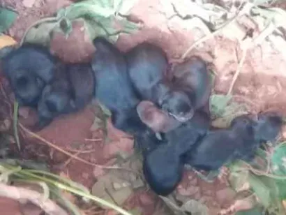 Cachorro raça linguiça  idade Abaixo de 2 meses nome ainda não tem nome