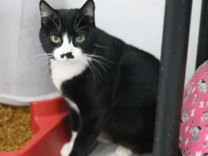 Gato raça SRD idade 2 anos nome Jandira