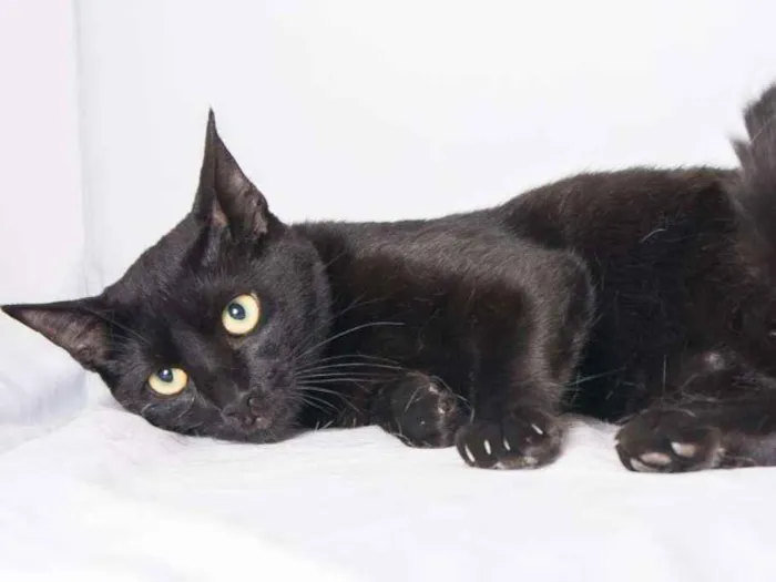 Gato ra a  idade 3 anos nome Paçoca