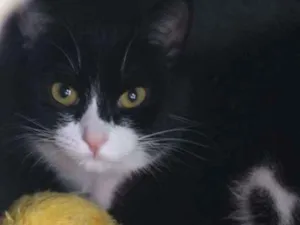 Gato raça SRD idade 1 ano nome Domenica