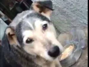 Cachorro raça SRD idade 6 ou mais anos nome Tuty