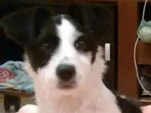 Cachorro raça SRD idade 2 a 6 meses nome Panda