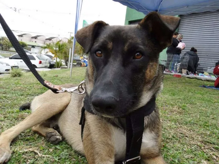 Cachorro ra a SRD idade 2 anos nome Stallone