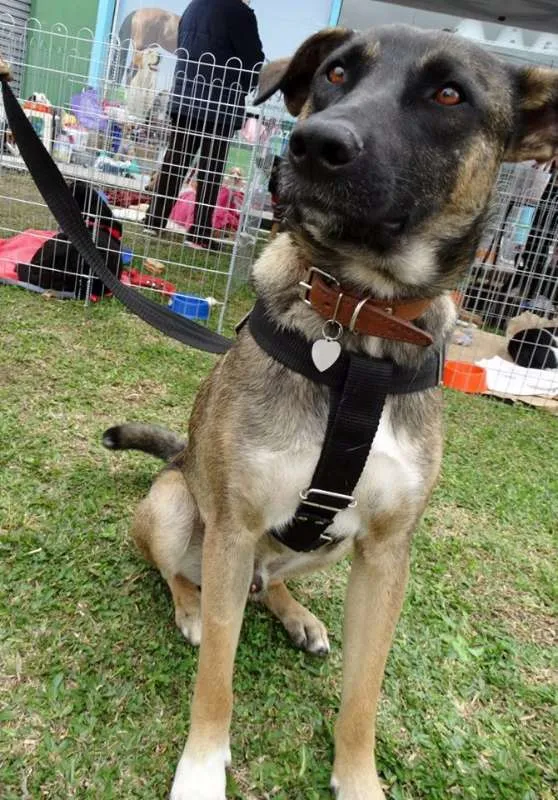 Cachorro ra a SRD idade 2 anos nome Stallone