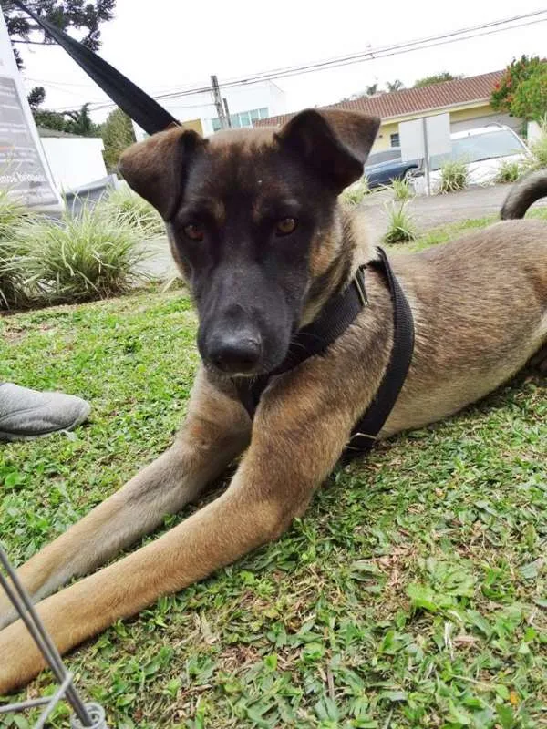 Cachorro ra a SRD idade 2 anos nome Stallone