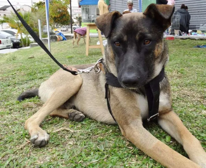 Cachorro ra a SRD idade 2 anos nome Stallone