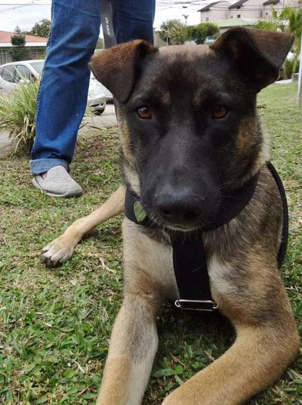 Cachorro ra a SRD idade 2 anos nome Stallone