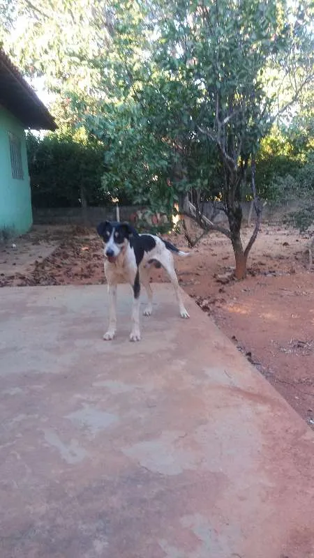 Cachorro raça SDR idade 1 ano nome Gigante