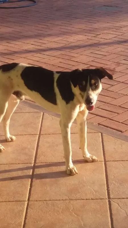Cachorro raça SDR idade 1 ano nome Gigante