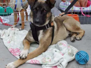 Cachorro raça SRD idade 2 anos nome Stallone