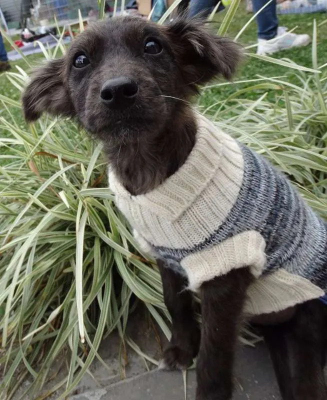 Cachorro ra a SRD idade 2 a 6 meses nome Tulipa