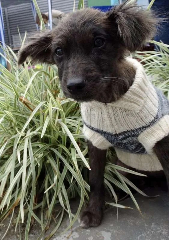 Cachorro ra a SRD idade 2 a 6 meses nome Tulipa