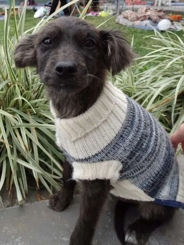 Cachorro ra a SRD idade 2 a 6 meses nome Tulipa