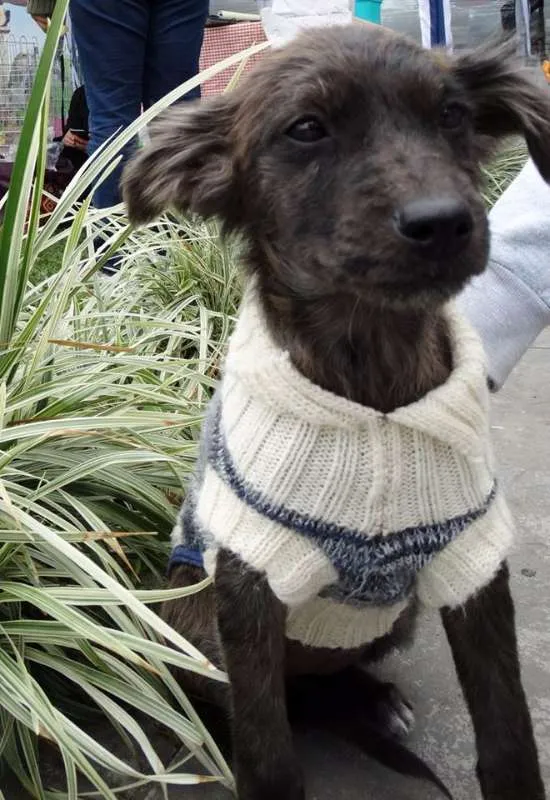 Cachorro ra a SRD idade 2 a 6 meses nome Tulipa