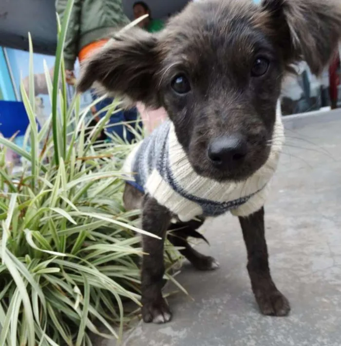 Cachorro ra a SRD idade 2 a 6 meses nome Tulipa