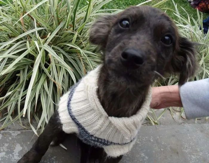 Cachorro ra a SRD idade 2 a 6 meses nome Tulipa