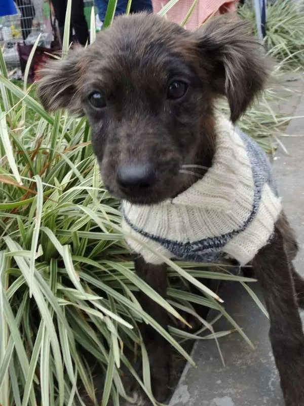 Cachorro ra a SRD idade 2 a 6 meses nome Tulipa