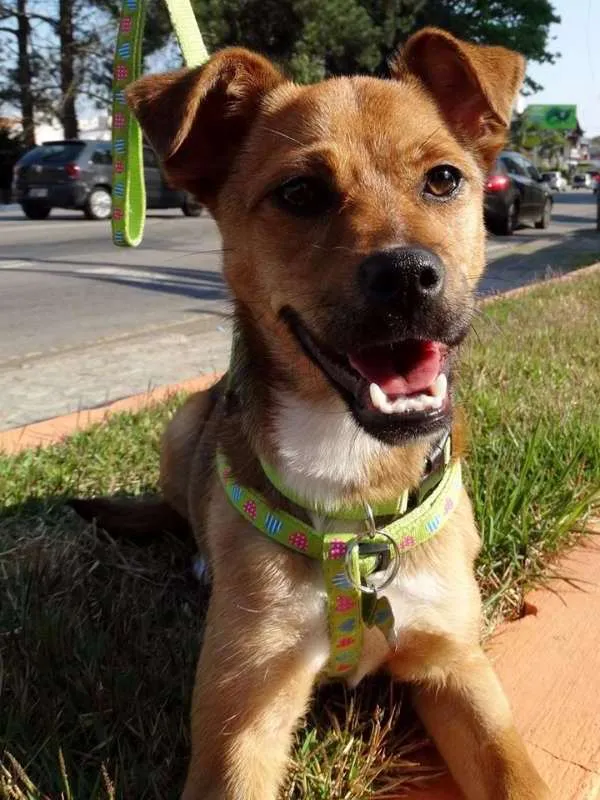 Cachorro ra a SRD idade 2 a 6 meses nome Megg