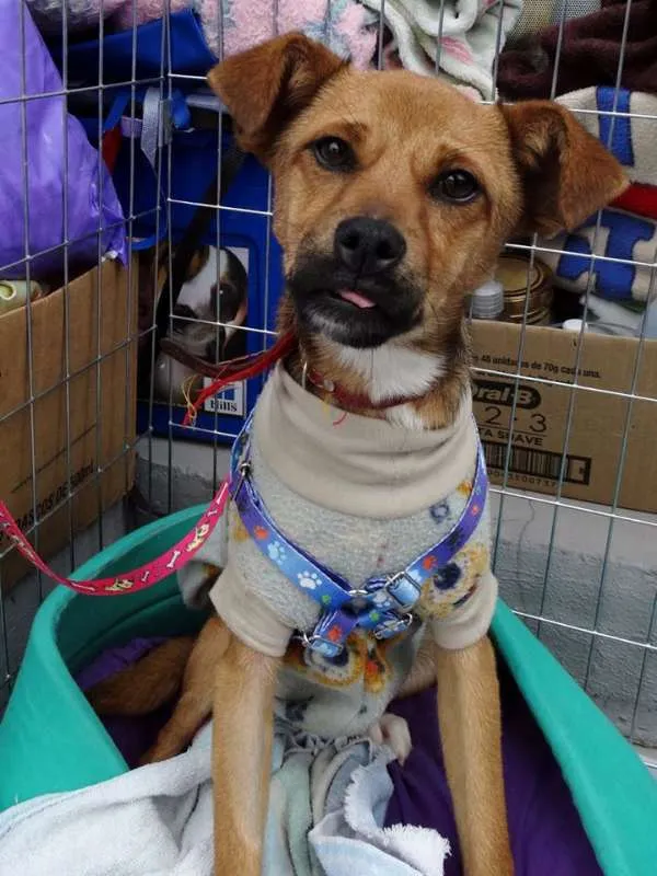 Cachorro ra a SRD idade 2 a 6 meses nome Megg