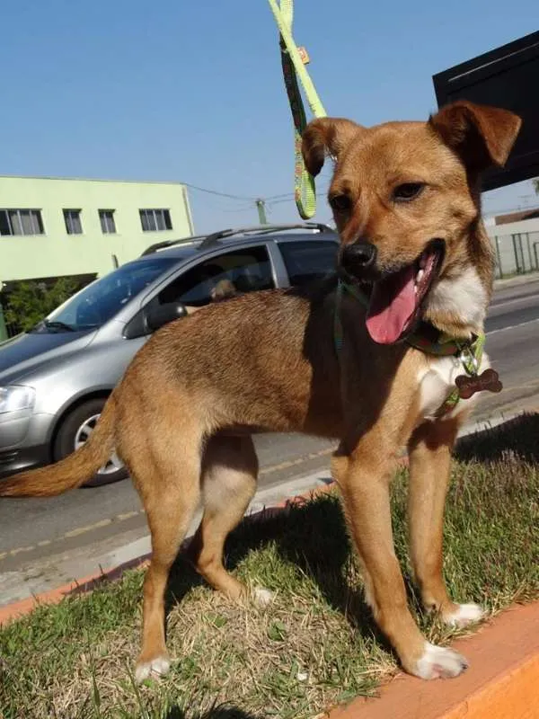 Cachorro ra a SRD idade 2 a 6 meses nome Megg