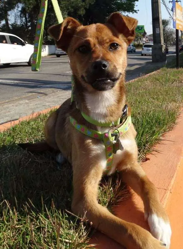 Cachorro ra a SRD idade 2 a 6 meses nome Megg