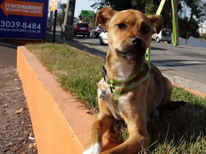 Cachorro ra a SRD idade 2 a 6 meses nome Megg