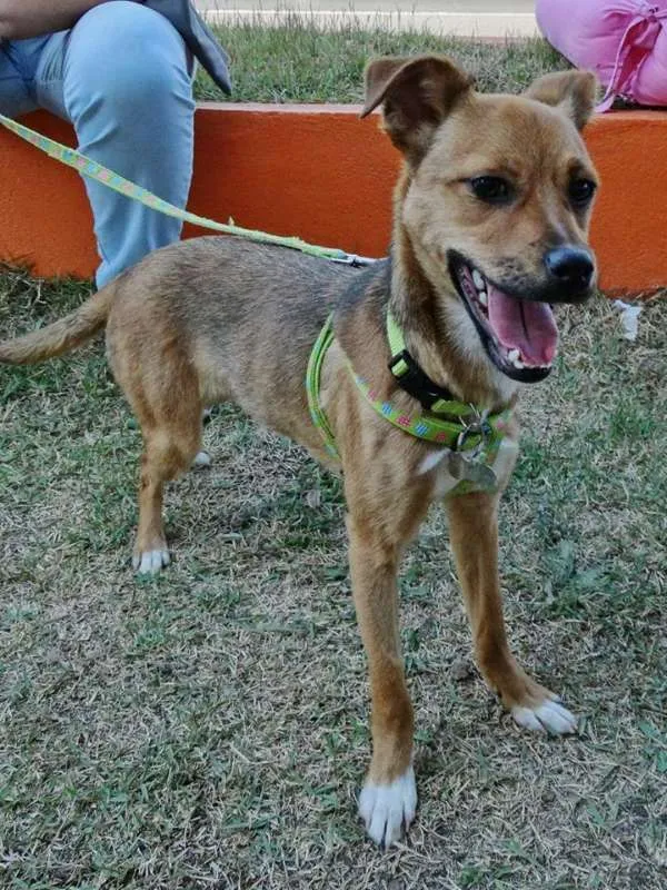 Cachorro ra a SRD idade 2 a 6 meses nome Megg