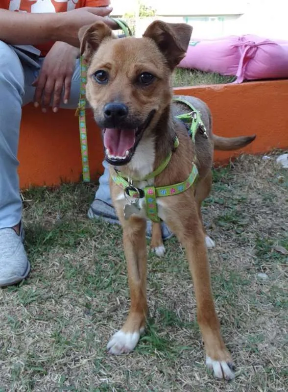 Cachorro ra a SRD idade 2 a 6 meses nome Megg