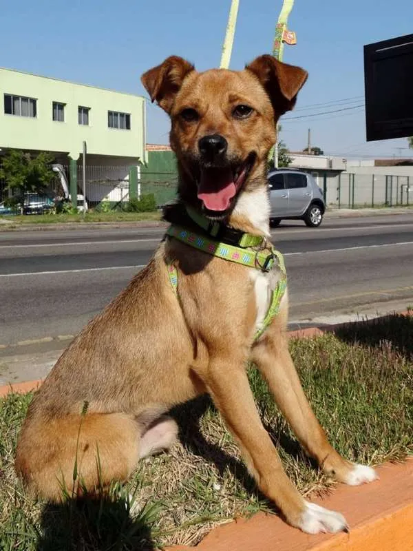 Cachorro ra a SRD idade 2 a 6 meses nome Megg