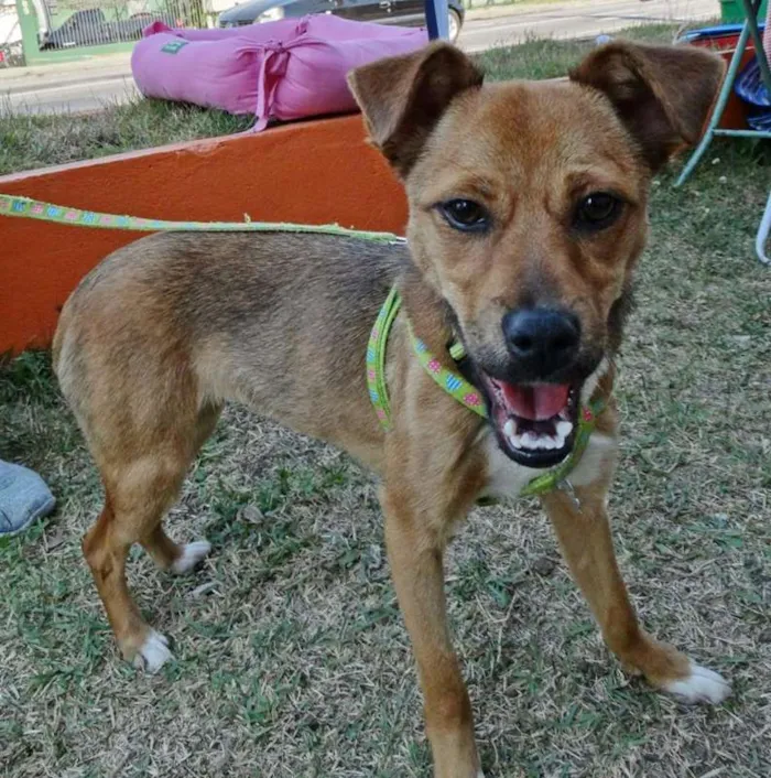 Cachorro ra a SRD idade 2 a 6 meses nome Megg