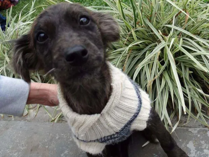 Cachorro ra a SRD idade 2 a 6 meses nome Tulipa