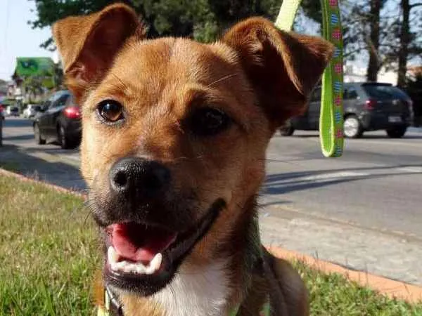 Cachorro ra a SRD idade 2 a 6 meses nome Megg
