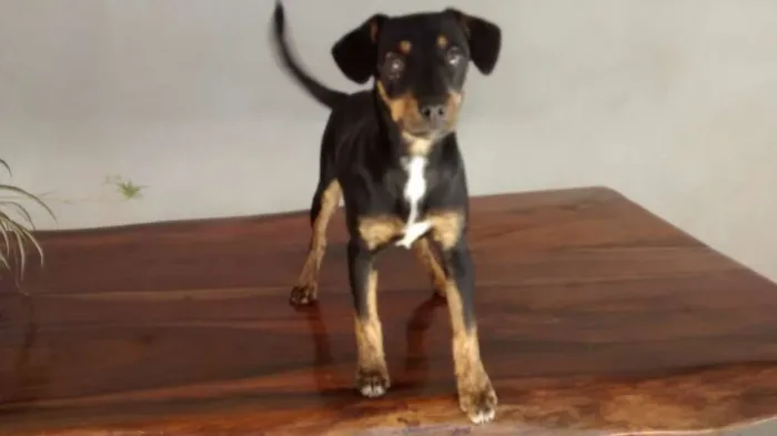 Cachorro raça SRD idade 2 a 6 meses nome Scoby