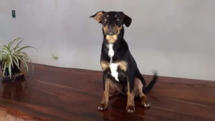 Cachorro raça SRD idade 2 a 6 meses nome Scoby
