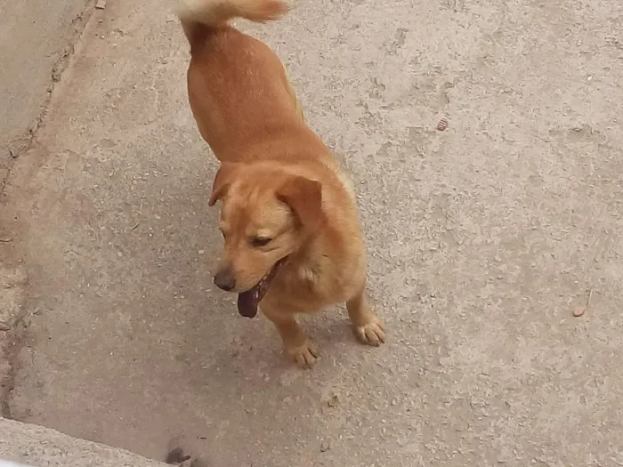 Cachorro raça akita com vira lata idade 3 anos nome mago